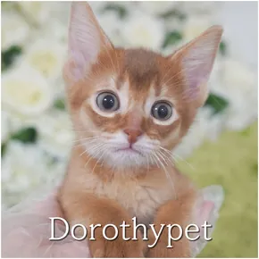 아비시니안분양 도로시펫 고양이 사진