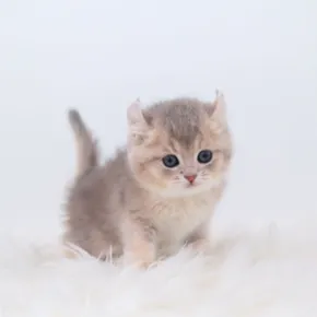 아메리칸컬 아메리칸컬 분양 사진 6