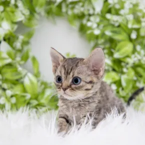 부산데본렉스 데본렉스 분양 사진 6
