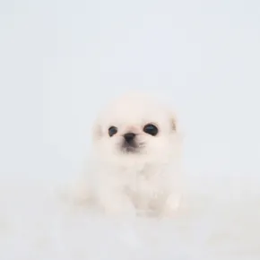부산페키니즈 페키니즈 분양 사진 5