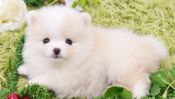티컵포메라니안 포메라니안 분양 사진 1