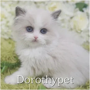 랙돌고양이 랙돌 분양 사진 4