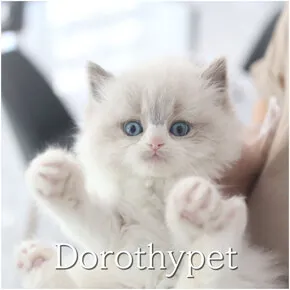 랙돌고양이 랙돌 분양 사진 2