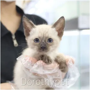 샴고양이분양 도로시펫 고양이 사진