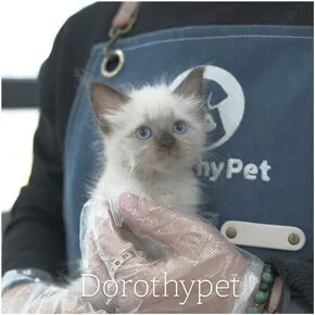 양산샴고양이 샴 분양 사진 1