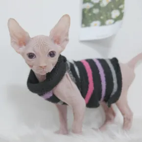 부산고양이분양 고양이 분양 사진 3