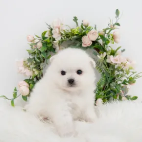 강아지 강아지 분양 사진 2